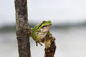 Green Tree Frog on Branch with light and blur background.