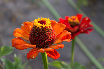 two red zinnia flower