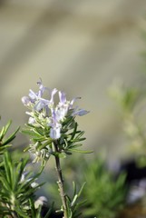 erbe aromatiche fiorite