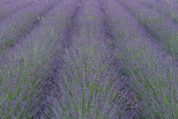 Fototapeta na wymiar lavender flower in a field