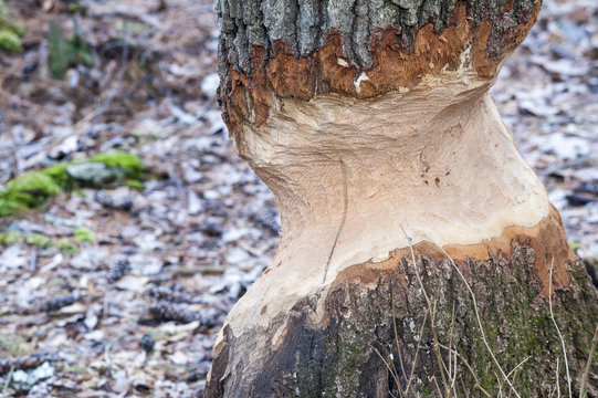 Tree damaged by beaver gnawing at trunk