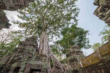 Obraz premium tree roots cover a historic Khmer temple in Angkor Wat, Cambodi