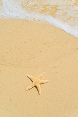 Obraz premium Starfish at the beach