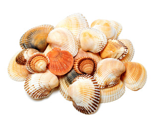 Seashells of anadara and scallop