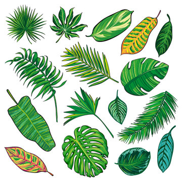 Tropical Leaves Collection on isolate vector. Different Beautiful palm leaf. Beautiful big Set. Vector illustration. Eps 10.