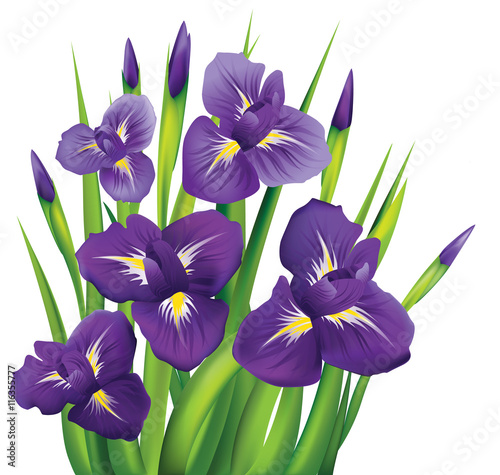 "Irises on a white background. Vector illustration." Stock image and