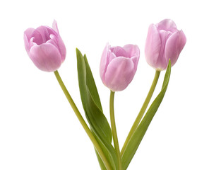 Three lilac tulips