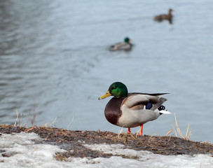 Wild male duck
