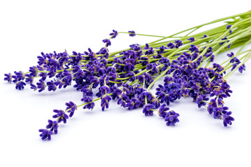 Bunch of lavender flowers isolated on white. Calmness and relaxation.