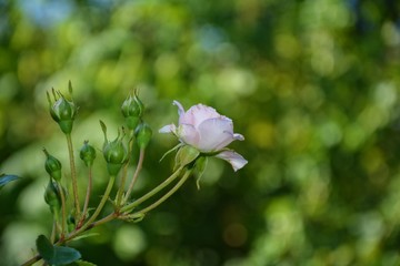 Rosa Rose und Knospen am Zweig vor grünem Natur Hintergrund