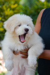 An Adorable Tibetan Terrier Puppy. Tibetan Terrier Dogs Have An Instinctive Love Of Water And Are Easy To Train To Basic Or Advanced Obedience Standards