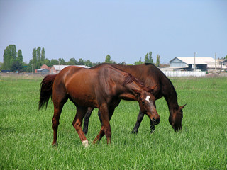 Two brown horses feeding on a green meadow not far from the farm