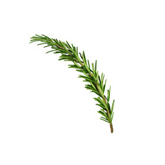 Rosemary sprig isolated