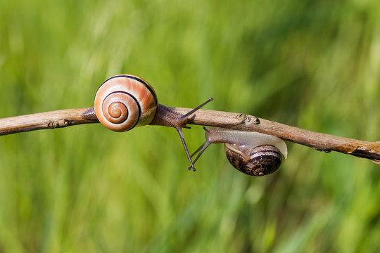 Two Snails crowling towards with green Grass Background