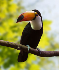 Fototapeta premium Toucan against nature