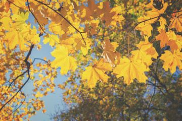 yellow leaves in autumn park