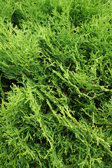 Thuja. Natural green background.