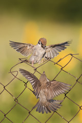 two birds are sitting and fighting with wire fence