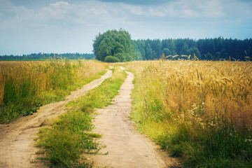 Fototapeta na wymiar Landscape with country road in wheat field