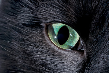 Black cat eye. Macro shooting