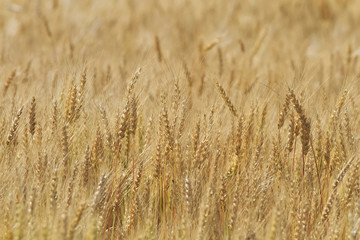agricultural field with gold ears of wheat