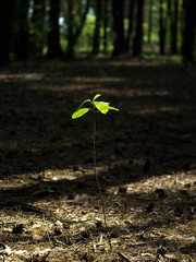 Mysterious forest