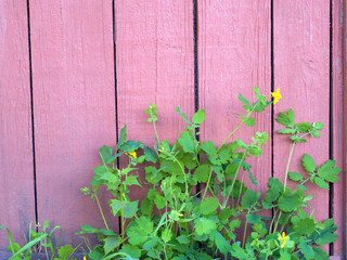 Decorative fern near the house.