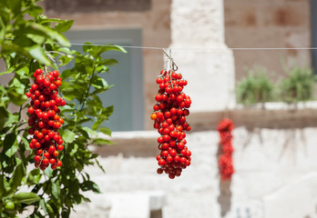 Cherry tomatoes hanging for drying. - obrazy, fototapety, plakaty