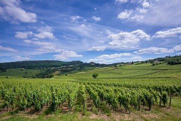 Fototapeta na wymiar Les vignobles et les reliefs de Bourgogne sous un ciel bleu