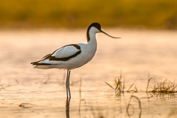 Obraz premium Pied avocet in morning sun