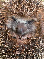 Cute Young Hedgehog © creativenature.nl