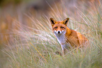 European Fox peeking through vegetation
