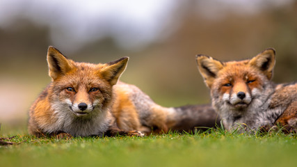 Couple of  European red fox