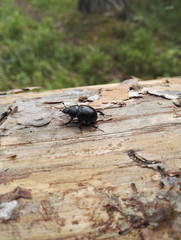 Small wild beetle on the old wooden log