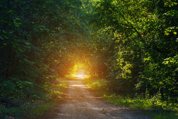 Fototapeta premium Country road over sunlight in summer time