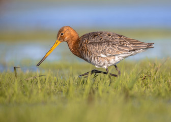 Black tailed Godwit running through grass