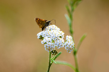 Aphantopus hyperantus,  brauner Waldvogel, Schmetterling