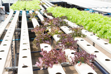 Hydroponic technology. Colorful lattuce salad plant growing in g