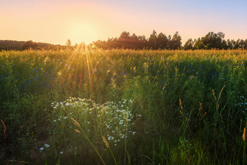 Fototapeta premium Wild flowers field against sunset