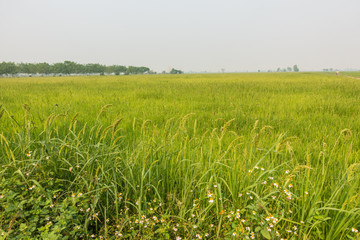 Rice field in Chiang Rai City, Thailand