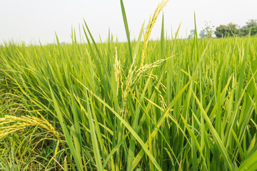 Rice plant with grain