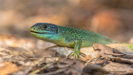 Eastern European Green Lizard