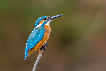 Common European Kingfisher