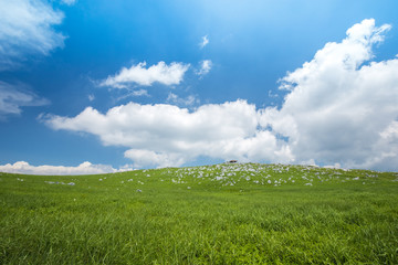 高原の草原と青空（四国カルスト）