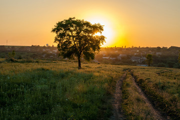 Fototapeta na wymiar Single tree sunset landscape