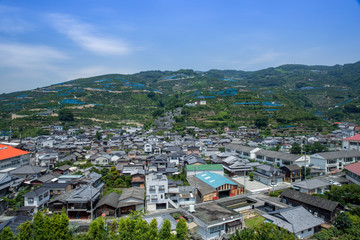 Obraz premium みかんの段々畑（愛媛県八幡浜川上）