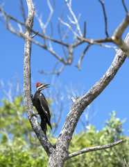 Female pileated woodpecker searching for insects on a large dead tree


