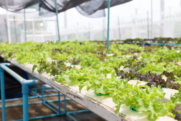 Hydroponic technology. Colorful lattuce salad plant growing in g