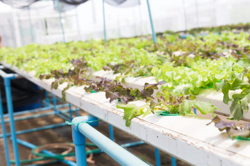 Hydroponic technology. Colorful lattuce salad plant growing in g