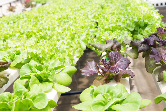 Hydroponic technology. Colorful lattuce salad plant growing in g